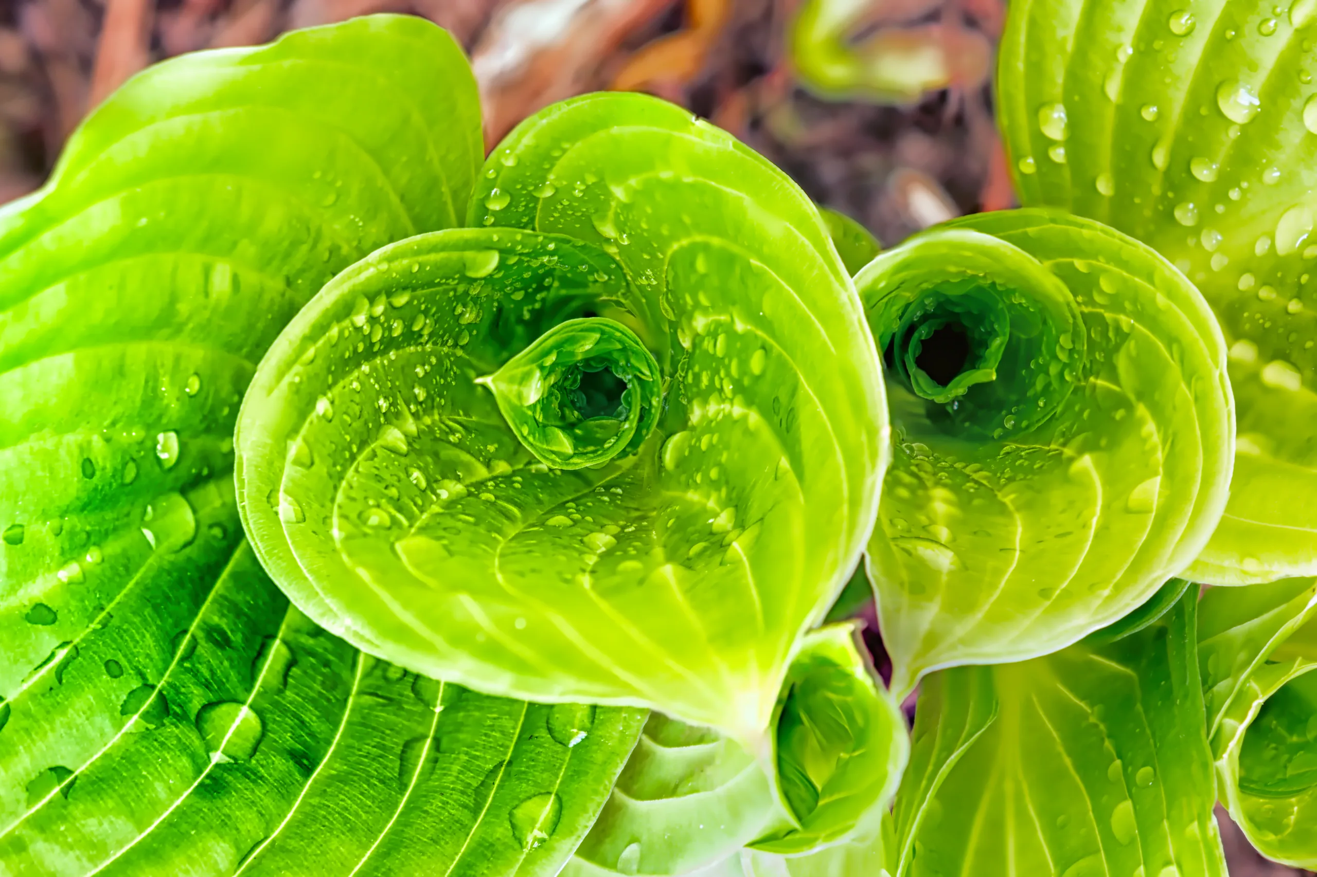 Focus stacked image of vibrant green spiral leaves with water droplets.