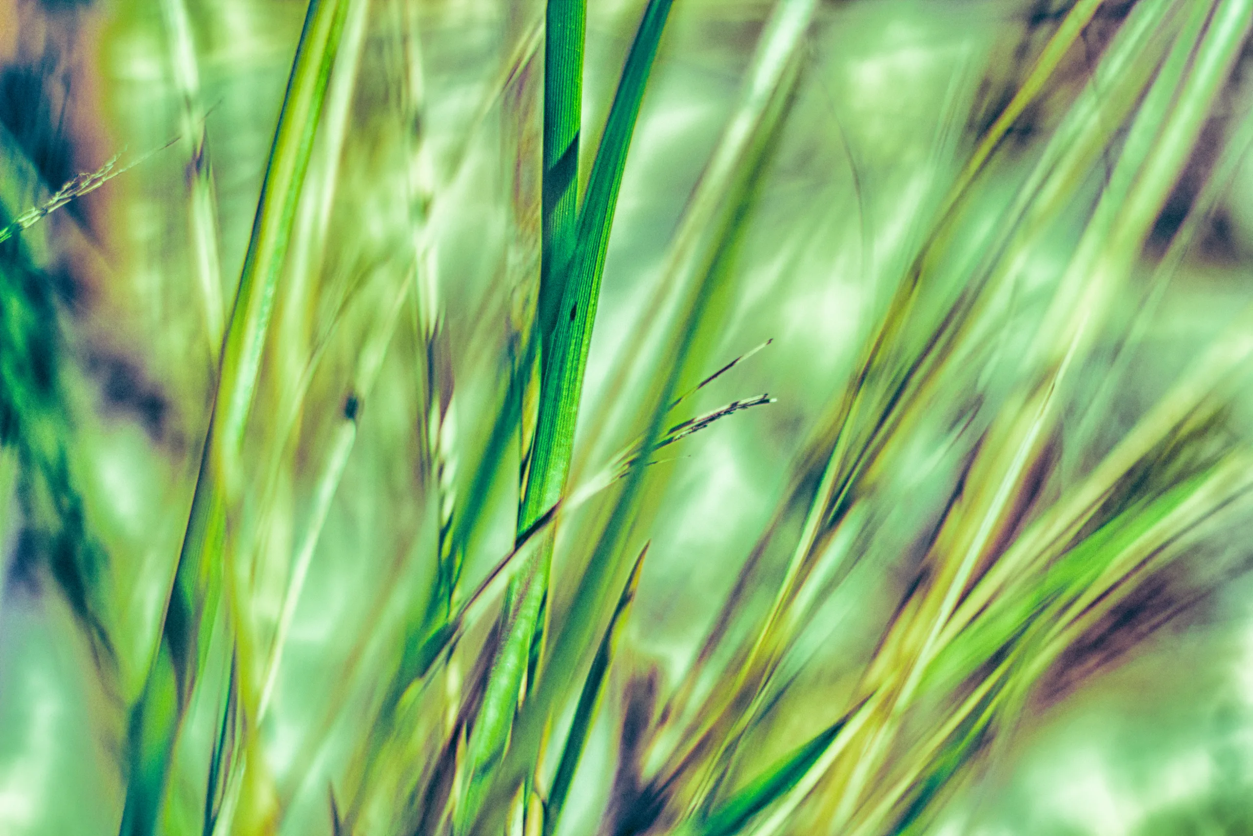 Green beach grass abstracted by a light breeze.