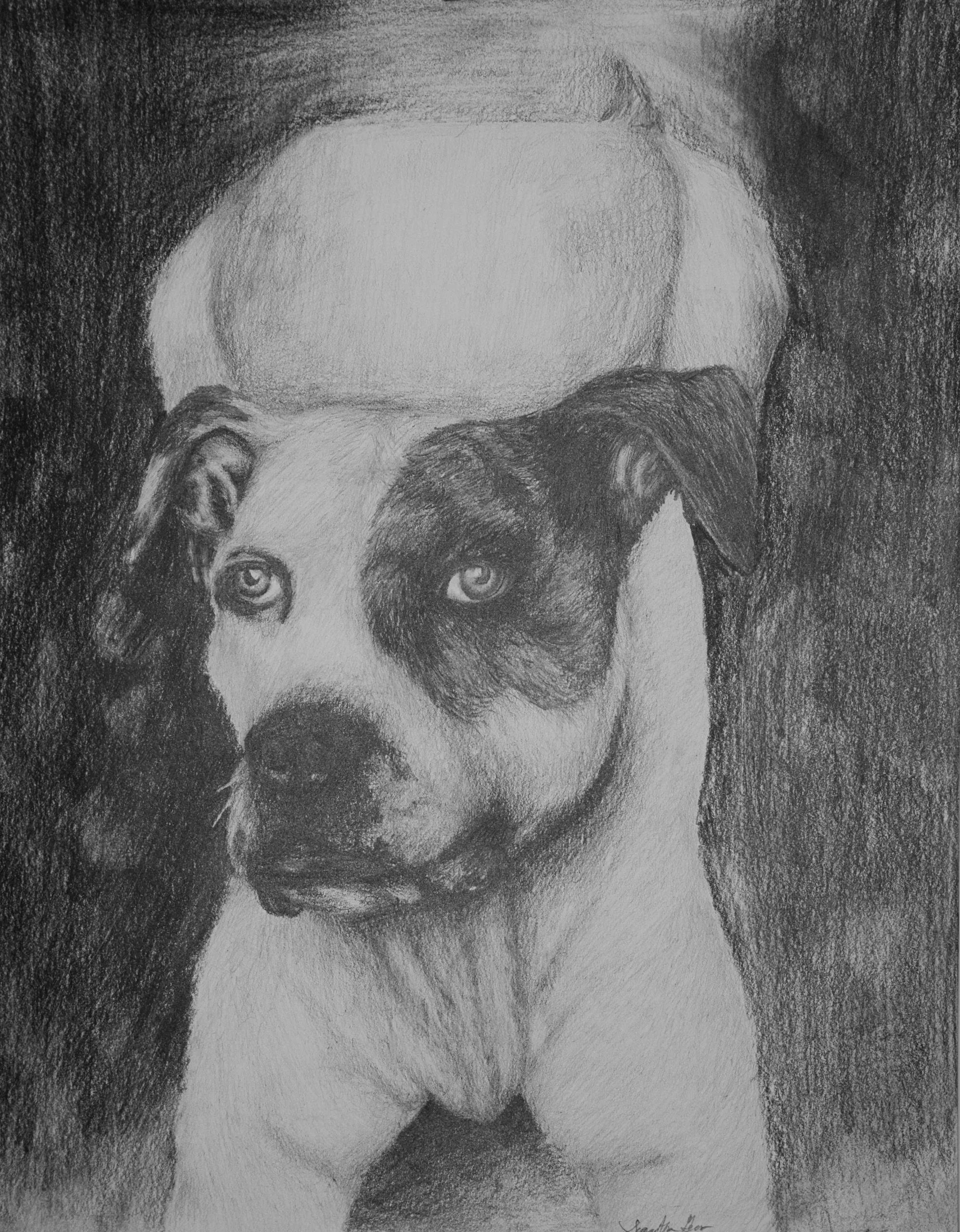 A pencil portrait of bulldog with big eyes