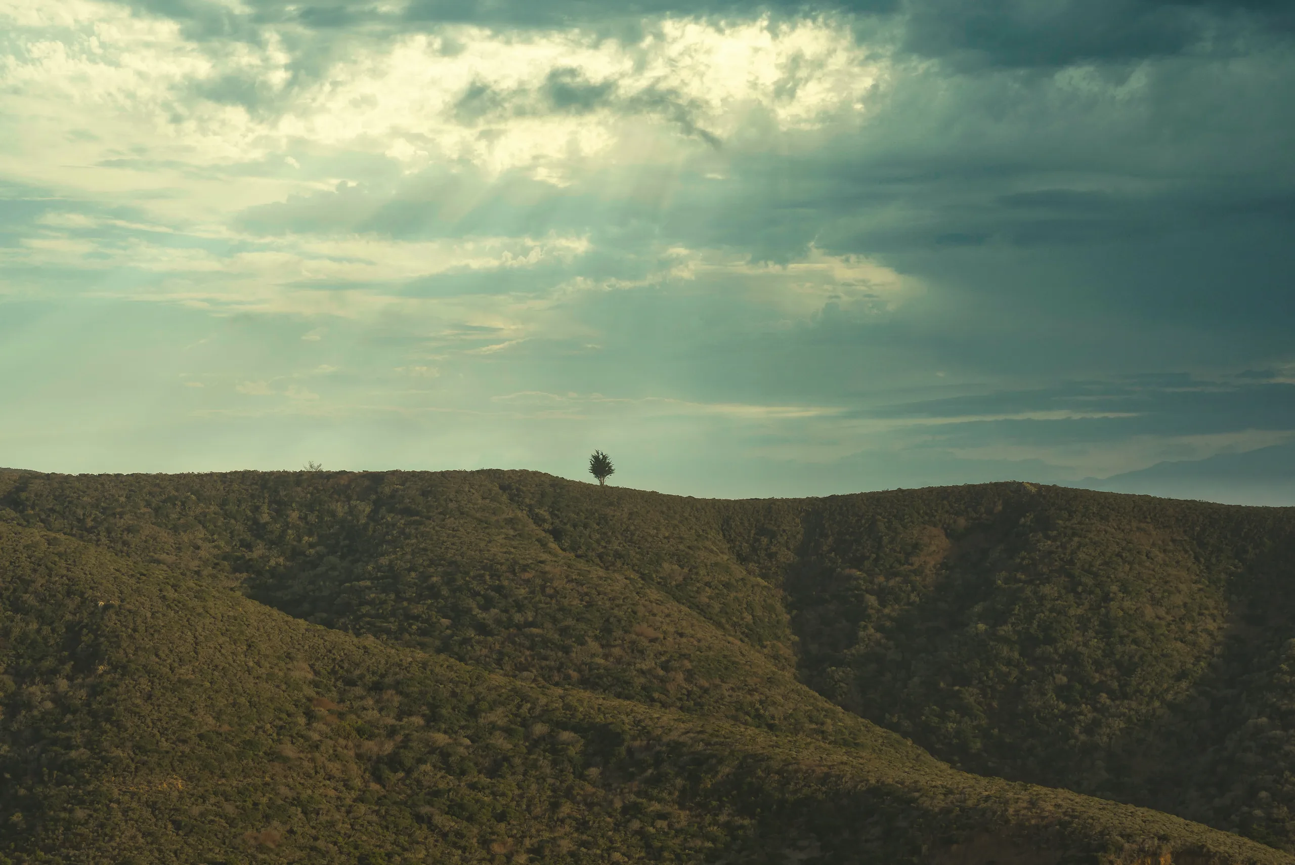 A solitary tree on a hill stands against a late evening sun-soaked backdrop